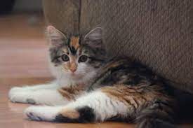 Pin On Cats