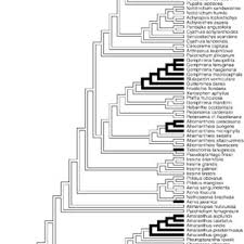 Image result for Pandiaka rubrolutea