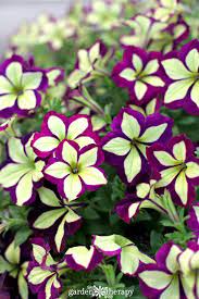 Modern Petunia Varieties No Longer Just The Pinkest Pink Flower Garden Therapy Flower Garden Design Flower Garden Flower Pots