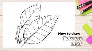 How To Draw Tobacco Leaf - Youtube
