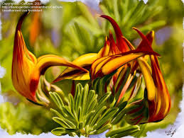 Full sun to part shade height: Plantfiles Pictures Lotus Lotus Vine Parrot S Beak Amazon Sunset Lotus Maculatus By Candew
