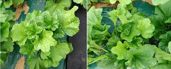 Image result for Malva verticillata