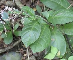 Image result for Petiveria