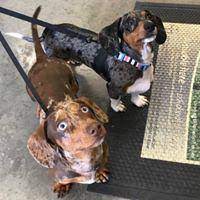5 out of 5 stars. All Pet Supplies Equine Center 1611 W Republic Rd Springfield Mo Pet Supplies Mapquest