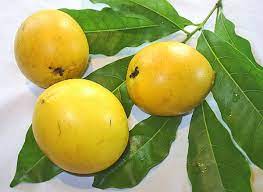 The fruit weighs between 400 to 700 g, and is sharp at the stigma end. Tropical Taste Of Hawaii The Amazing Abiu Fruit Dengarden