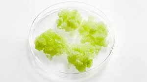 Check spelling or type a new query. 10 Years Of Plant Stem Cells Cossma