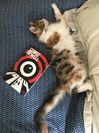 Kutahya Merkezde Kardes Kedicikler Kutahya Tekir Kedi Sahiplendirme