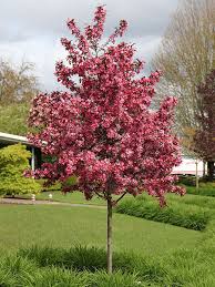 It is noted for its rounded shape and good disease resistance. Flemings Crab Apple Malus Jfs Kw5 Royal Raindrops Eye Popping Magenta Pink Blooms Deep Purple Cutleaf Foliage Sp Flowering Trees Crab Apple Ornamental Trees