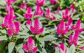 Plants are also deer resistant, which means they won't be the first choice for hungry critters to snack on. Do Rabbits Eat Celosias Pet Care Advisors