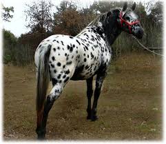 Black And Brown Spotted Horse Tiger Horses Are Gaited Spotted Horses With A Coat Color Much Like The Appaloosa The Tiger Horse Can Exhibit Various Amb Horses Horse Breeds Appaloosa Horses