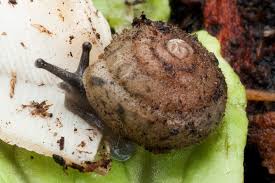 Image result for Stenostelma