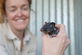 Eastern quoll pups born in captivity in Dunkeld part of greater  conservation work
