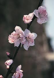 Image result for Prunus