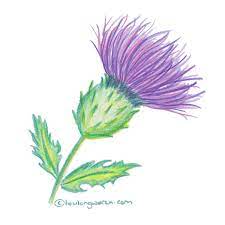 Scottish Themed Drawings Thistle Drawing In Pencil Scottish Thistle Tattoo Thistles Art Thistle Painting