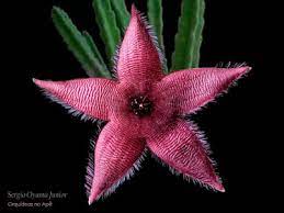 Orquideas No Ape Cacto Estrela Stapelia Hirsuta