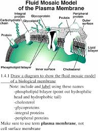 Biology drawing plant cell diagram. How To Draw Animal And Plant Cell Shefalitayal