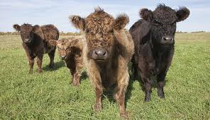 Maybe you would like to learn more about one of these? Create An Easy To Build Cattle Corral For Your Herd Hobby Farms