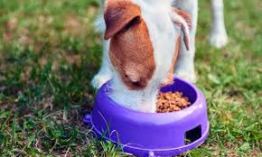 I feed my dog(s) a variety of foods. 4health Dog Food Reviews