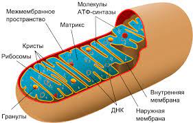 We did not find results for: Mitochondria Animal Cell Definition