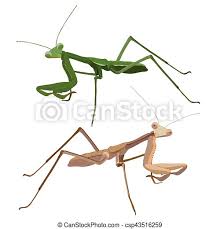 Check spelling or type a new query. Praying Mantis Isolated Close Up Vector Praying Mantis Isolated On White Background Close Up Vector Canstock
