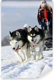 Super als schlittenhund + zum kuscheln + spielen. Siberian Husky Welpe Mit Halstuch Wall Mural Pixers We Live To Change