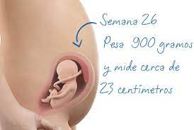 La Semana 26 De Embarazo