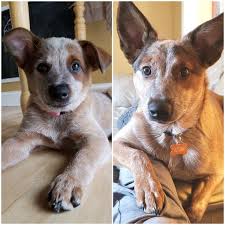 Black Australian Cattle Dog Puppy Autumn At 2 Months And At 6 Months Old Red Heeler Labrador Puppy Labrador Puppy Training Smart Dog