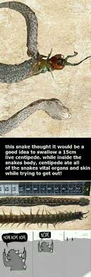 100 Snake Memes Based On Reptilians Geeks On Coffee