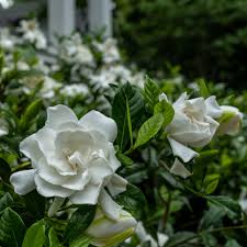 Image result for Gardenia