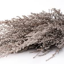 Image result for Stoebe