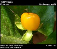 Image result for Streblus