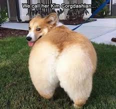$ victor healthy weight takes the largest portion of its. 50 Funniest Fat Dog Memes On The Internet Guaranteed To Lol