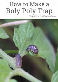 Using diatomaceous earth is a way to get rid of pill bugs that is safe for humans and animals. A Pill Bug Trap Made From A Potato Simple Practical Beautiful