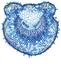 Image result for Vitex patula