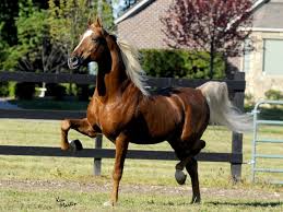 American Saddlebred Pentagon American Saddlebred Horses American Saddlebred Palomino Horse