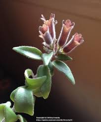 The plant need not hang if that is inconvenient. Lipstick Plant Aeschynanthus Rasta Garden Org