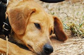 Honden ter adoptie katten ter adoptie. Alle Dierenasielen Alles Over Honden De Nieuwe Hond
