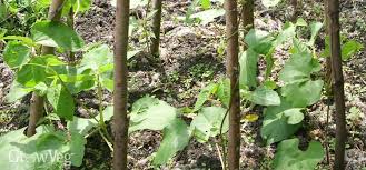Check spelling or type a new query. How To Grow Runner Beans