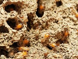 Pest control on the gold coast is in high demand by homeowners and businesses due to our perfect climate conditions pests love it here to! PauzÄ— BuhalterÄ— Kazkada Termite Treatment Gold Coast Yenanchen Com