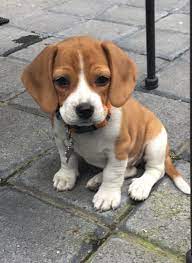 Baby Beagle Beagle Puppy Cute Dogs Cute Beagles