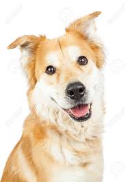 So guess how adorable they'd be if you mixed them with 15 other dog breeds. Happy And Smiling Cute Golden Retriever Mixed Breed Dog Closeup Stock Photo Picture And Royalty Free Image Image 52292355