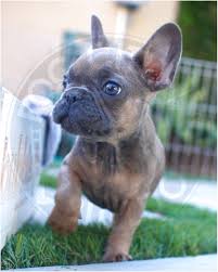 Interested in getting a french bulldog from a location below? French Bulldog Rescue Los Angeles