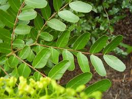 Image result for Tara spinosa