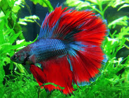 Harga mini aquarium akrilik, aquarium mini acrylic, acrylic aquarium lengkap. 10 Jenis Ikan Hias Aquarium Mini Yang Cantik Dan Cocok Untuk Dipelihara