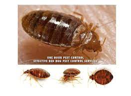 Bed bugs are one of the most insidious home pests, thanks to their tiny size, rapid breeding, and ability to survive for months without a meal. Bed Bugs Nyc Stop Living With Bed Bugs One Bedroom Apartments Up To 750 Square Feet Best Pest Control Nyc At Onehourpestcontrol Nyc