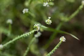 Image result for Heliotropium lineare