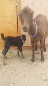 Clinical tests like ultrasounds and milk tests are the most reliable way to tell if your goat is pregnant, although knowing how long a goat is pregnant for also helps. My Goat Is Pregnant Now What Insteading