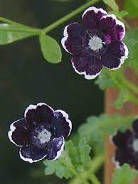 Nemophila Menziesii Penny Black Baby Blue Eyes Black Flowers Black Garden Penny Black