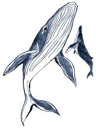 Garments For Good 7 Reasons We Love Whales We Re Bringing Awareness To These Majestic Marine Mammals With A Special Collectio Whale Art Whale Illustration Art