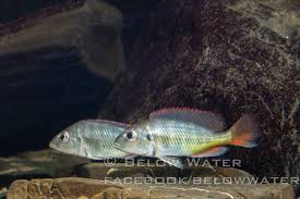 Image result for Pycreus fibrillosus